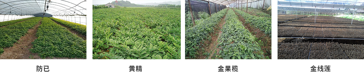 药材种植(图6)